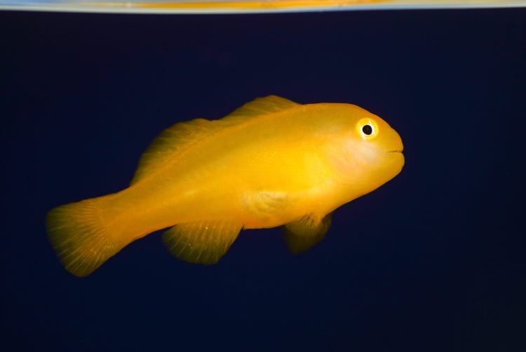 Yellow Clown Goby For Sale (Gobiodon okinawae). TOP Care facts