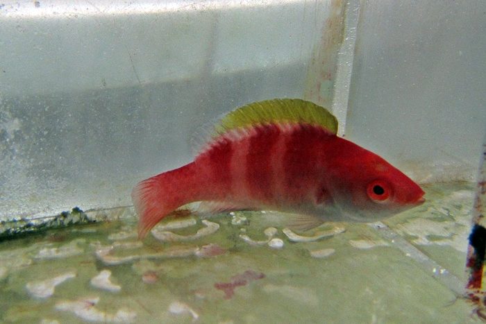 Yellow Fin Fairy Wrasse For Sale (Cirrhilabrus flavidorsalis). TOP Care ...