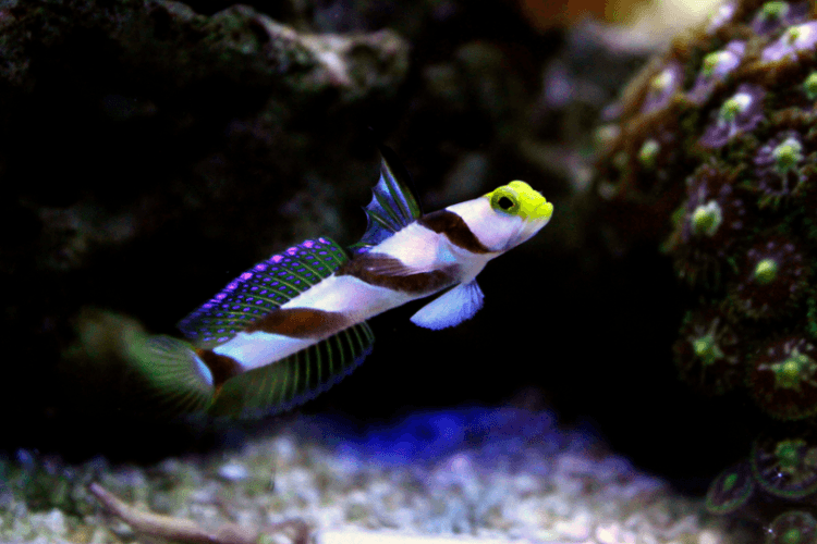 Yellow Rose (Antenna) Goby For Sale (Stonogobiops nematodes). TOP Care