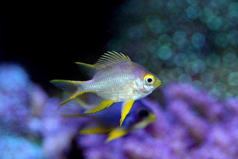 Yellow Staghorn Damsel For Sale (Amblyglyphidodon ternatensis). TOP