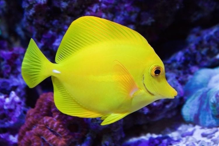 Yellow Tang For Sale (Zebrasoma flavescens). Top Care facts.