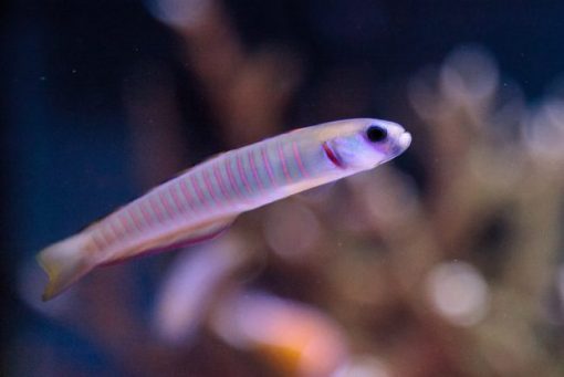 Bar Goby For Sale (Ptereleotris zebra). TOP Care facts. Reefs4Less.com