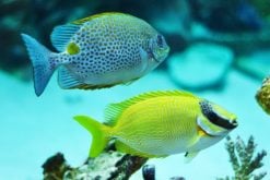 Foxface & Rabbitfish