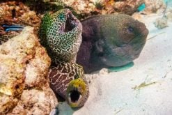 Eels