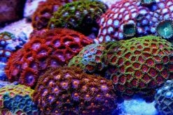 Polyps & Zoanthids