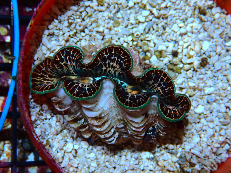 MAXIMA CLAM 1 TO 2 IN For Sale (). TOP Care facts.