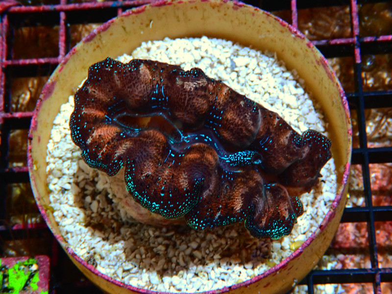 CROCEA CLAM 2 TO 3 IN For Sale (). TOP Care facts.