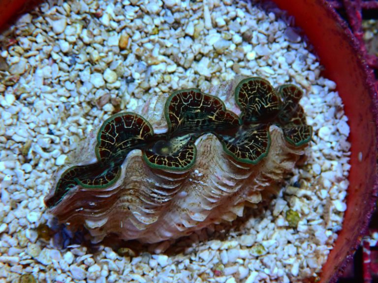 MAXIMA CLAM 1 TO 2 IN For Sale (). TOP Care facts.