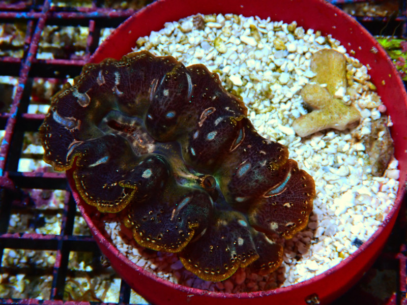 CROCEA CLAM 2 TO 3 IN For Sale (). TOP Care facts.