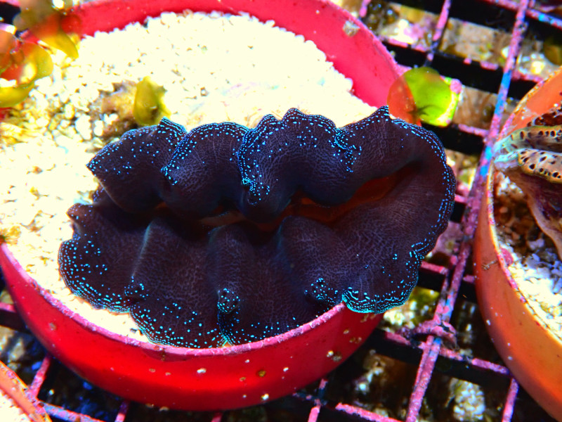 CROCEA CLAM 2 TO 3 IN For Sale (). TOP Care facts.