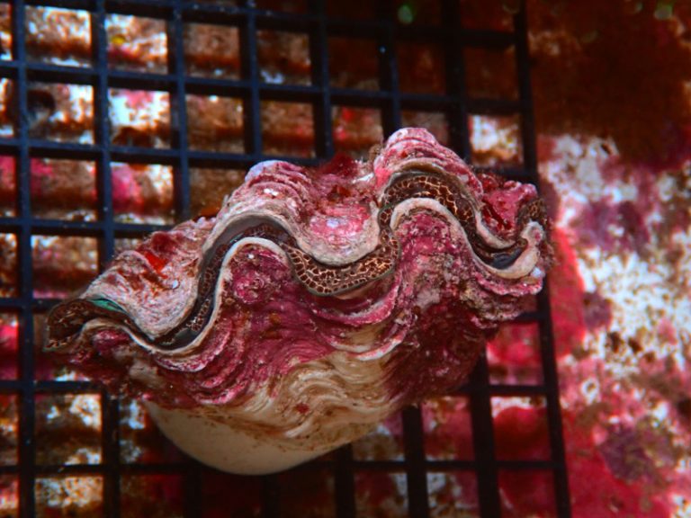 MAXIMA CLAM 3 TO 4.5 INCH For Sale (). TOP Care facts.