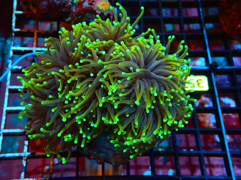 TORCH INDO GOLD For Sale (). TOP Care facts.