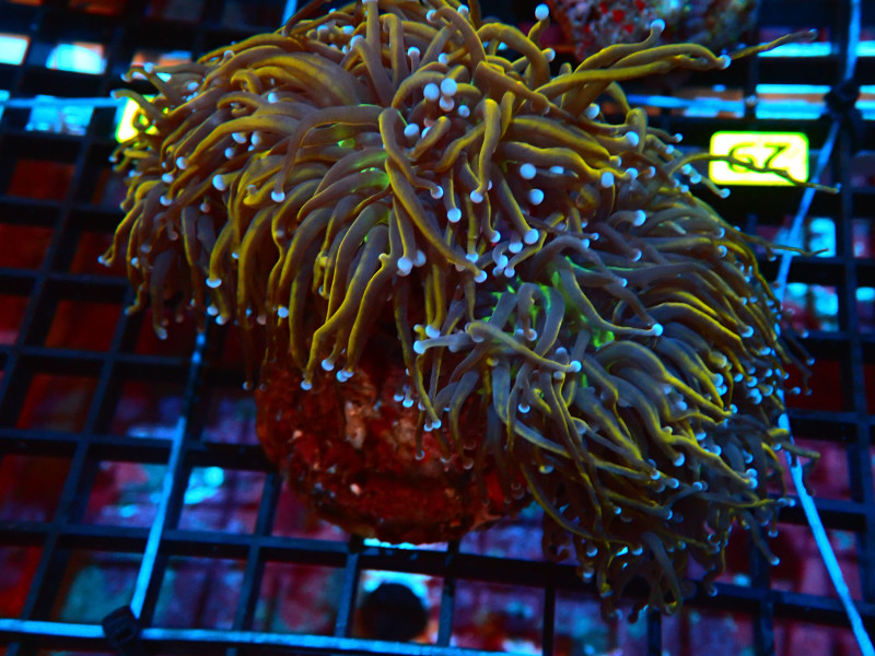 TORCH INDO GOLD For Sale (). TOP Care facts.