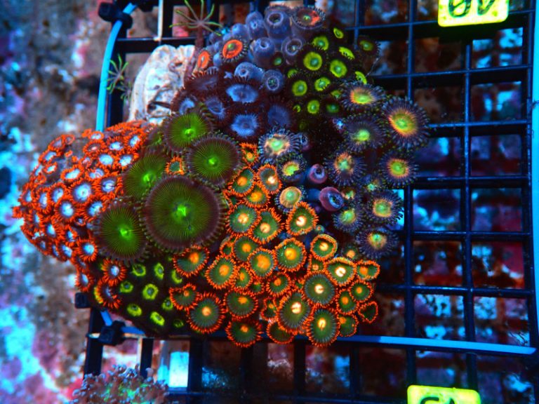ZOA GARDEN INDO ULTRA For Sale (). TOP Care facts.