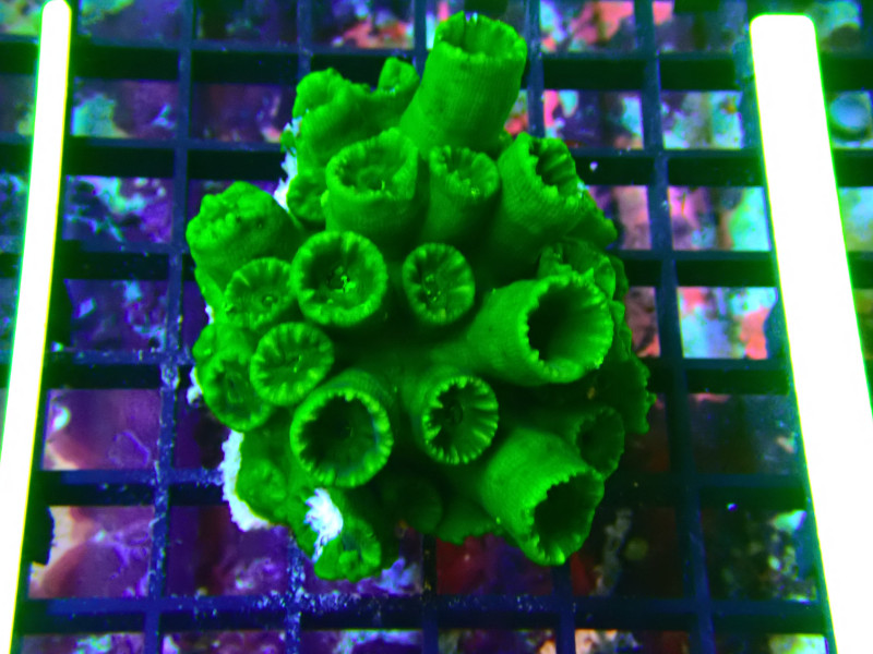 TUBASTREA FOREST GREEN For Sale (). TOP Care facts.