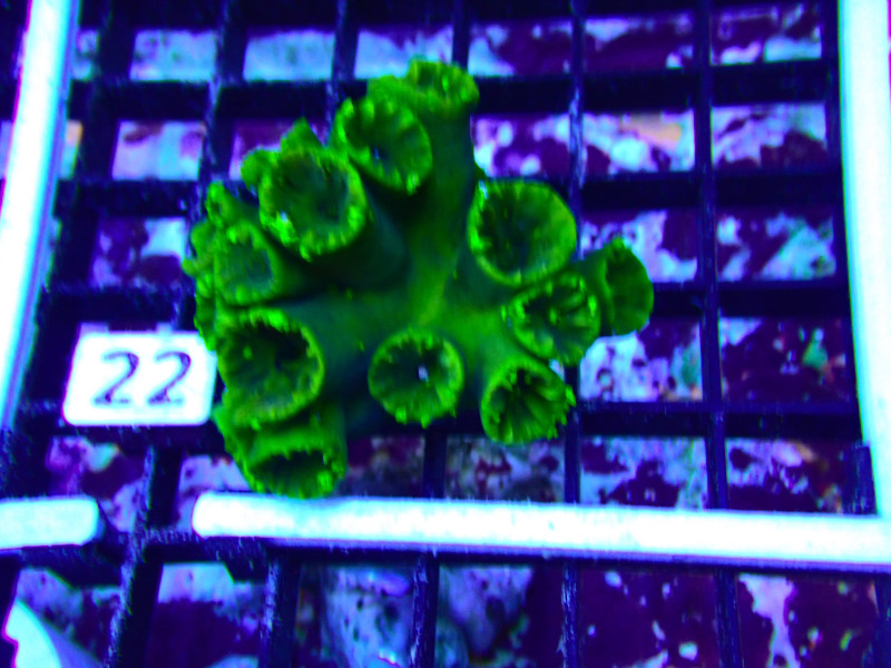 TUBASTREA FOREST GREEN For Sale (). TOP Care facts.