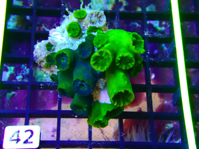 TUBASTREA FOREST GREEN For Sale (). TOP Care facts.