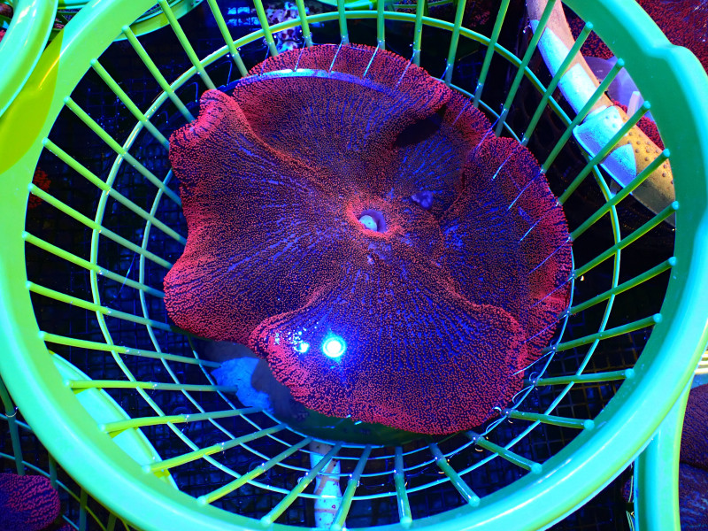 ANEMONE SADDLE ULTRA RED XXL For Sale (). TOP Care facts.