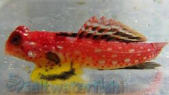 Ruby Red Dragonet - 1" or smaller - Indo-Pacific