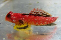 Ruby Red Dragonet - 1 - 2" - Indo-Pacific