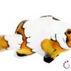 Premium Snowflake Ocellaris Clownfish: Captive Bred