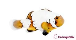 Premium Snowflake Ocellaris Clownfish: Captive Bred