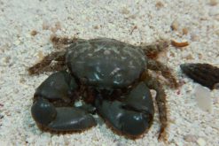 Emerald Crab