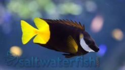 Fiji Bicolor Foxface - 3.75 - 4.5" - Central Pacific