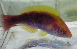 Tricolor Fairy Wrasse - 2 - 3" - Indo-Pacific