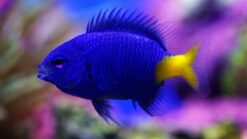Yellowtail Blue Damsel - 1 - 2" - Indo-Pacific