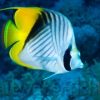 Threadfin Butterfly, Size 2.25 - 3.5 inches