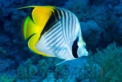 Threadfin Butterfly, Size 2.25 - 3.5 inches