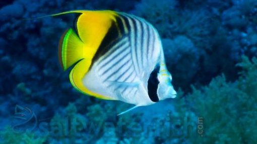 Threadfin Butterfly, Size 2.25 - 3.5 inches
