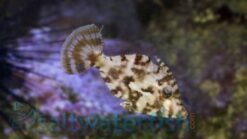 Aiptasia Eating Filefish - 3 - 4" - Indo-Pacific