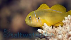 Citron Clown Goby - 1.25 - 2.25" - Central Pacific