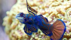 Green Mandarin Dragonet - 2 - 3" - SSC Certified - Indo-Pacific