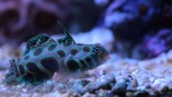 Spotted Mandarin Dragonet - 2 - 3" - Indo-Pacific
