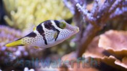 Valentini Puffer - 2" or smaller - Indo-Pacific