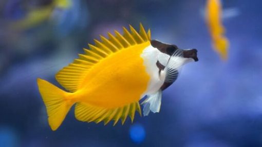 Foxface Rabbitfish, Size  Tiny