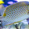 Orangespot Rabbitfish, Size 4.25 - 6.25 inches