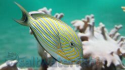 Clown Tang - 1.25 - 1.75" - Indo-Pacific