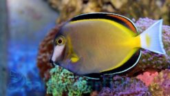 Powder Brown Tang - 1.75 - 2.75" - Indo-Pacific