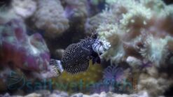 Dragon Wrasse - 3 - 4" - Indo-Pacific