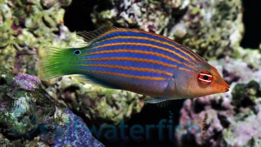 Six Line Wrasse, Size 2.25 - 3.25 inches