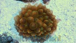 Rose Bubble Tip Anemone, Size 2 - 3 inches