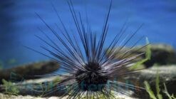 Black Longspine Urchin, Size 2 - 3 inches