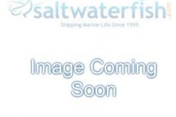 Twin Spot Coris Wrasse, Size 3 - 4 inches