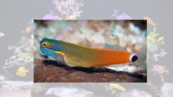 Tailspot Blenny - 1 - 2" - Indo-Pacific