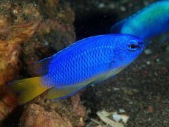 Electric Blue Damsel - 1 - 2" - Indo-Pacific