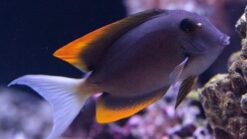 Flame Fin (Tomini) Tang - 1.75 - 2.75" - Indo-Pacific